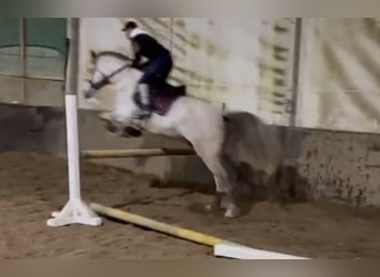 Andalusian, Gelding, 8 years, Grey