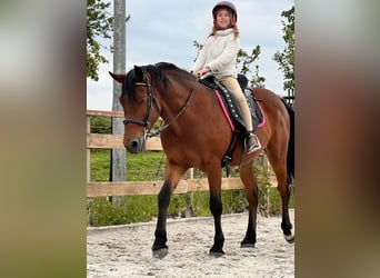 Andalusian, Gelding, 9 years, 14.2 hh, Brown