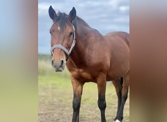 Andalusian, Gelding, 9 years, 14.2 hh, Brown