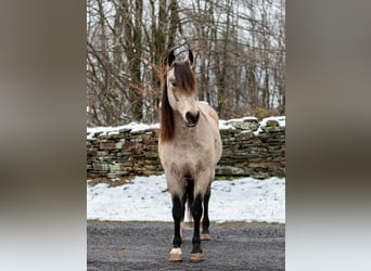 Andalusian, Gelding, 9 years, 14.2 hh, Buckskin
