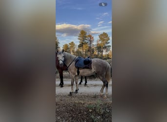 Andalusian Mix, Gelding, 9 years, 14.2 hh, Grey