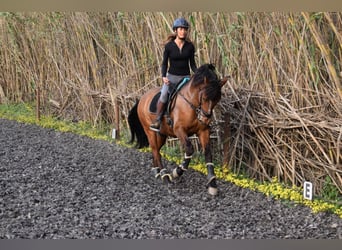 Andalusian Mix, Gelding, 9 years, 15.1 hh, Bay