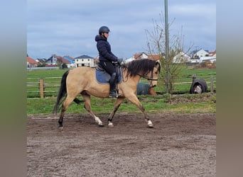 Andalusian Mix, Gelding, 9 years, 15.1 hh, Dun