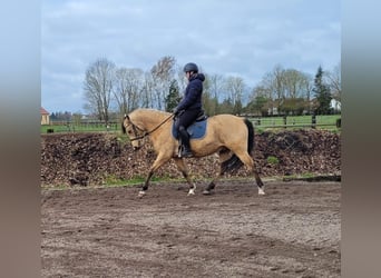 Andalusian Mix, Gelding, 9 years, 15.1 hh, Dun