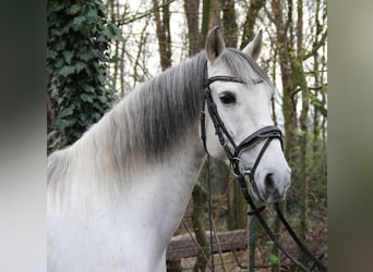 Andalusian, Gelding, 9 years, 15.1 hh, Gray-Dapple