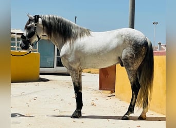 Andalusian, Gelding, 9 years, 15.2 hh, Gray-Dapple