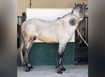 Andalusian, Gelding, 9 years, 15.2 hh, Gray-Dapple