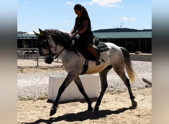 Andalusian, Gelding, 9 years, 15.2 hh, Gray-Dapple
