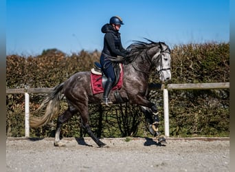 Andalusian, Gelding, 9 years, 15,3 hh, Gray-Dark-Tan