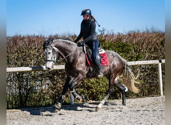 Andalusian, Gelding, 9 years, 15,3 hh, Gray-Dark-Tan