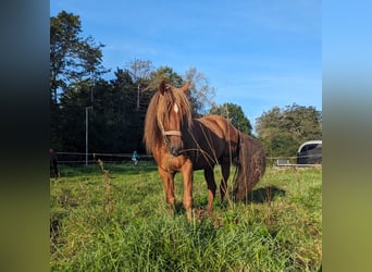 Andalusian, Gelding, 9 years, 15 hh, Chestnut-Red