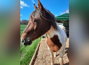 Andalusian Mix, Gelding, 9 years, 15 hh, Pinto