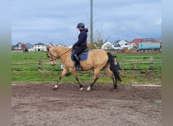 Andalusian Mix, Gelding, 9 years, 15,1 hh, Dun