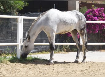 Andalusian, Gelding, 9 years, 15,1 hh, Gray