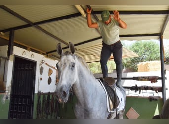 Andalusian, Gelding, 9 years, 15,1 hh, Gray