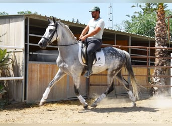 Andalusian, Gelding, 9 years, 15,1 hh, Gray