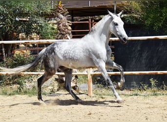 Andalusian, Gelding, 9 years, 15,1 hh, Gray