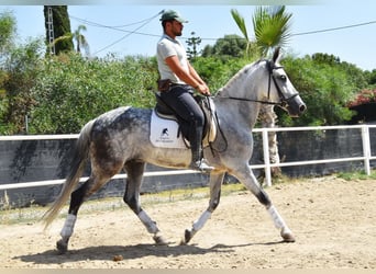 Andalusian, Gelding, 9 years, 15,1 hh, Gray