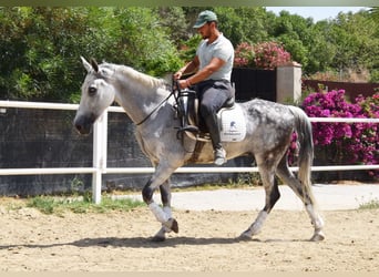 Andalusian, Gelding, 9 years, 15,1 hh, Gray