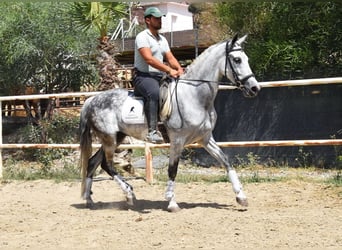 Andalusian, Gelding, 9 years, 15,1 hh, Gray