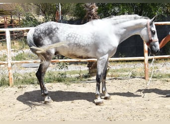 Andalusian, Gelding, 9 years, 15,1 hh, Gray