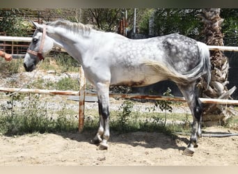 Andalusian, Gelding, 9 years, 15,1 hh, Gray