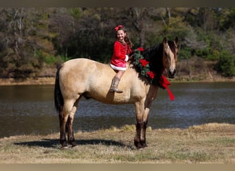 Andalusian, Gelding, 9 years, 15,3 hh, Buckskin
