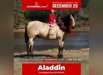 Andalusian, Gelding, 9 years, 15,3 hh, Buckskin