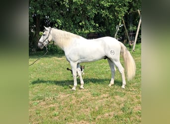 Andalusian, Gelding, 9 years, 16.1 hh, Gray