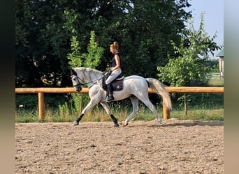 Andalusian, Gelding, 9 years, 16.1 hh, Gray
