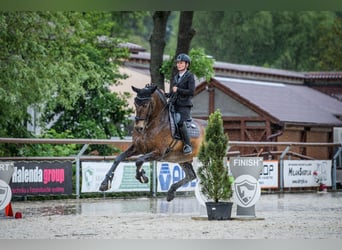 Andalusian, Gelding, 9 years, 16,2 hh, Buckskin