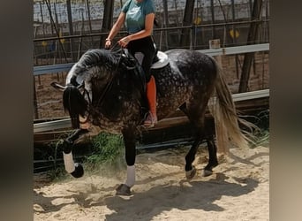 Andalusian, Gelding, 9 years, 16 hh, Grey-Dapple