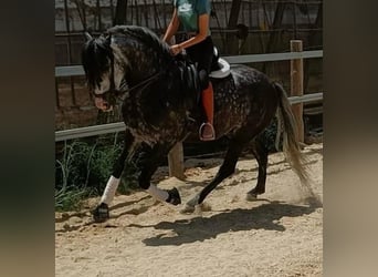 Andalusian, Gelding, 9 years, 16 hh, Grey-Dapple