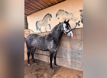 Andalusian, Gelding, 9 years, 16 hh, Grey-Dapple