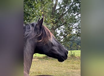 Andalusian, Gelding, 9 years, 16 hh, Grey-Dark-Tan