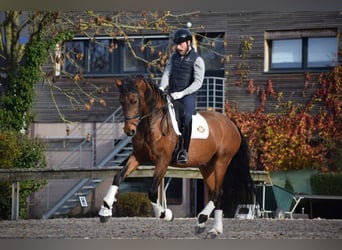 Andalusian, Gelding, 9 years, 17 hh, Brown