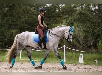 Andalusian, Gelding, 9 years, 17 hh, Gray-Dapple