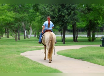 Andalusian, Gelding, 9 years, Champagne
