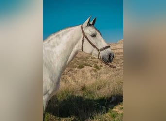 Andalusian, Gelding, 9 years, Gray