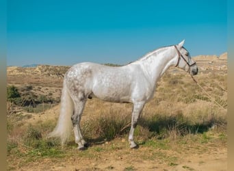 Andalusian, Gelding, 9 years, Gray