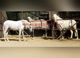 Andalusian, Gelding, 9 years, Gray