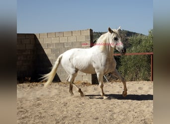 Andalusian, Gelding, 9 years, Gray