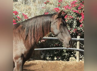 Andalusian, Mare, 10 years, 14.3 hh, Black