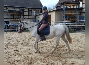 Andalusian, Mare, 10 years, 14,2 hh, Grey