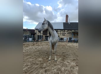 Andalusian, Mare, 10 years, 14,2 hh, Grey