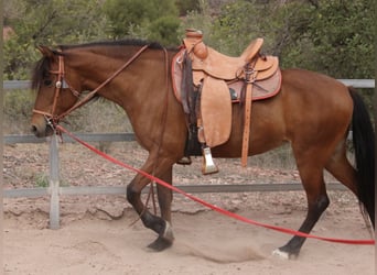 Andalusian Mix, Mare, 10 years, 15.1 hh, Brown