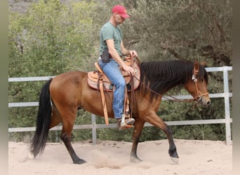 Andalusian Mix, Mare, 10 years, 15.1 hh, Brown