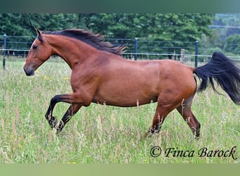 Andalusian, Mare, 10 years, 15.2 hh, Brown