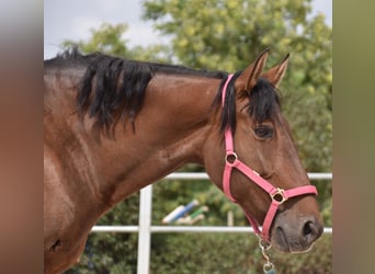 Andalusian, Mare, 10 years, 15,2 hh, Brown