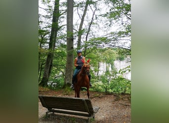 Andalusian Mix, Mare, 10 years, 15,2 hh, Chestnut-Red